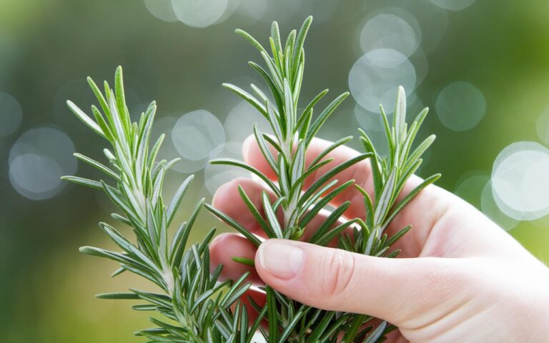 Scopri come un semplice rametto di rosmarino bollito può rivoluzionare la tua casa : i benefici sorprendenti