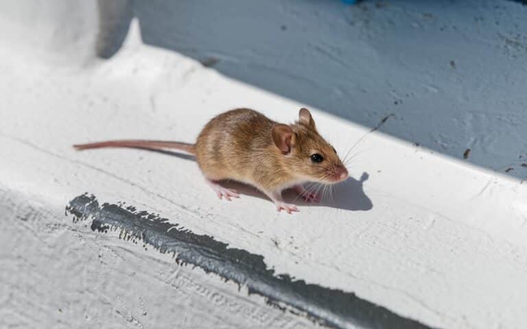 Scopri quattro aromi naturali che possono mantenere i roditori lontani da casa tua nei mesi freddi